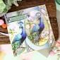 Beautiful Birds Designer Deco-Large Ultimate Collection