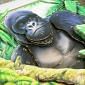 Into the Wild Deco-Large Set - Go Ape